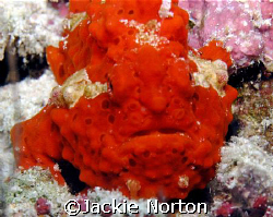 This little red frog fish was taken on Abdulla's Tilla at... by Jackie Norton 